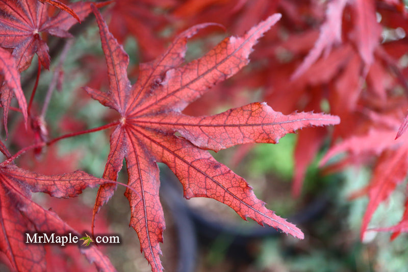 - Acer palmatum 'Waveleaf' Japanese Maple - Mr Maple │ Buy Japanese Maple Trees