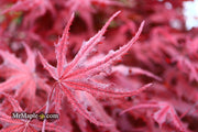 - Acer palmatum 'Waveleaf' Japanese Maple - Mr Maple │ Buy Japanese Maple Trees