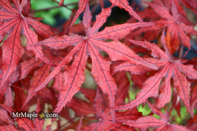- Acer palmatum 'Waveleaf' Japanese Maple - Mr Maple │ Buy Japanese Maple Trees