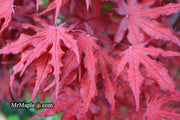 - Acer palmatum 'Waveleaf' Japanese Maple - Mr Maple │ Buy Japanese Maple Trees