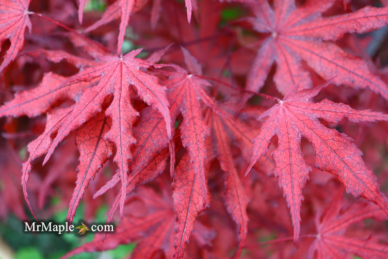 - Acer palmatum 'Waveleaf' Japanese Maple - Mr Maple │ Buy Japanese Maple Trees