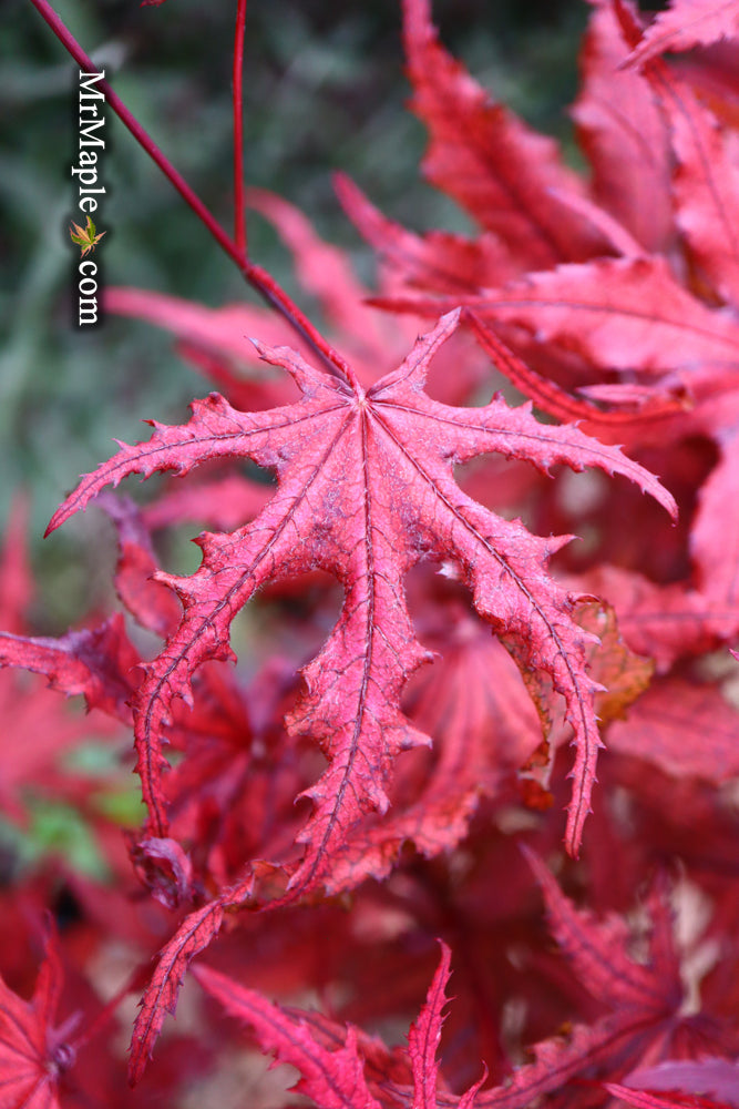 - Acer palmatum 'Waveleaf' Japanese Maple - Mr Maple │ Buy Japanese Maple Trees
