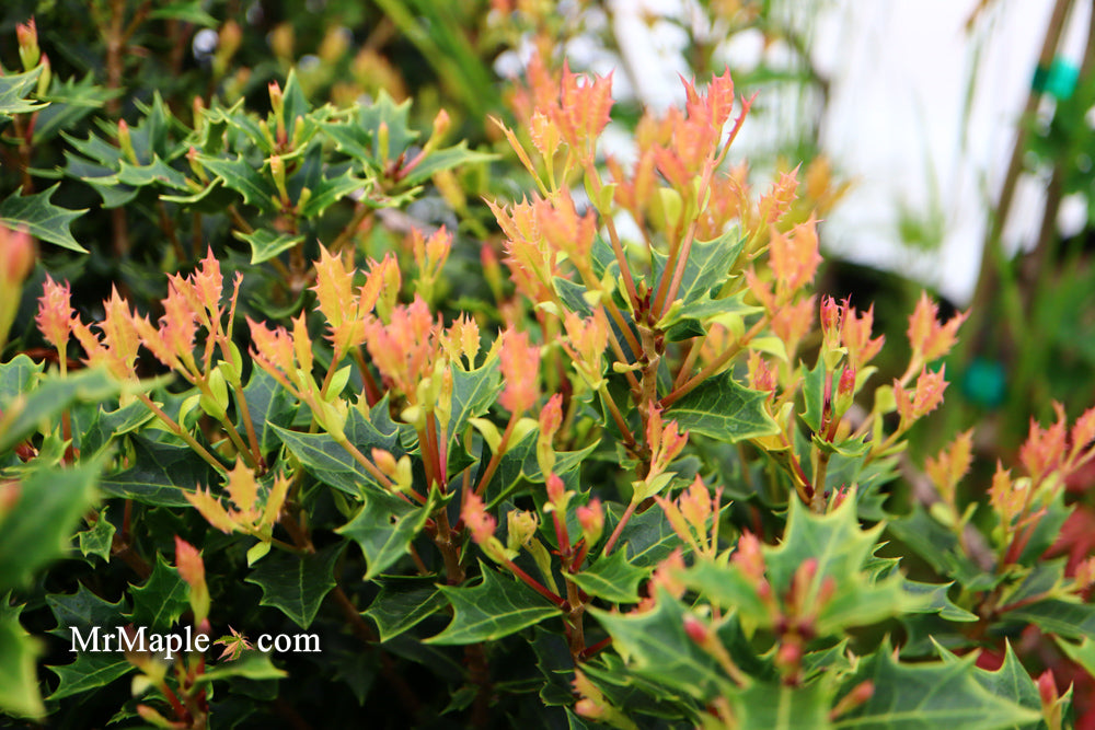 Osmanthus heterophyllus 'Shien' Party Lights™ Colorful False Holly