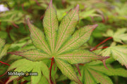 - Acer palmatum 'Firefly' Japanese Maple - Mr Maple │ Buy Japanese Maple Trees
