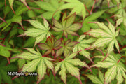 - Acer palmatum 'Firefly' Japanese Maple - Mr Maple │ Buy Japanese Maple Trees