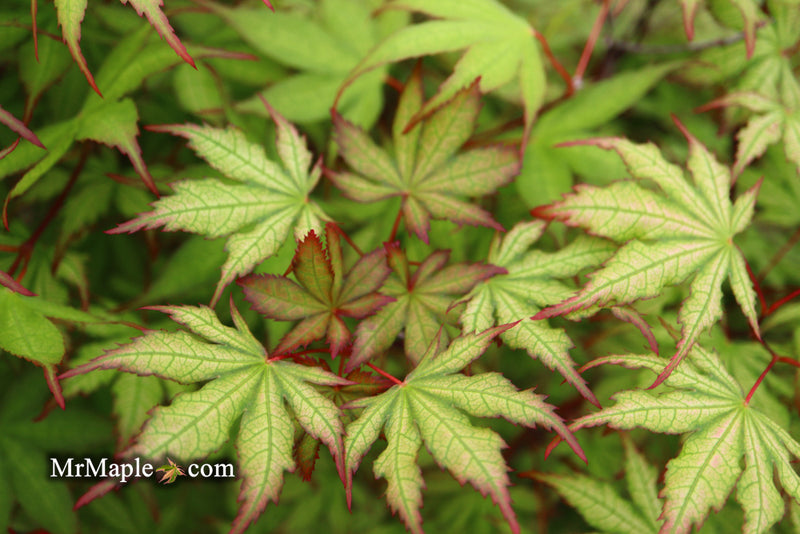 - Acer palmatum 'Firefly' Japanese Maple - Mr Maple │ Buy Japanese Maple Trees