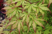 - Acer palmatum 'Firefly' Japanese Maple - Mr Maple │ Buy Japanese Maple Trees