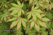 - Acer palmatum 'Firefly' Japanese Maple - Mr Maple │ Buy Japanese Maple Trees