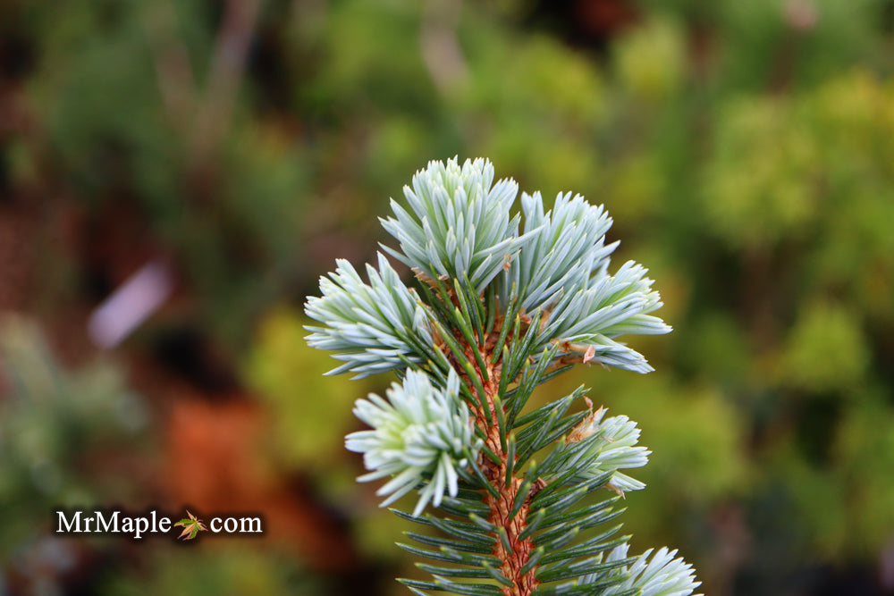 Picea pungens ‘Globosa' Dwarf Colorado Blue Spruce