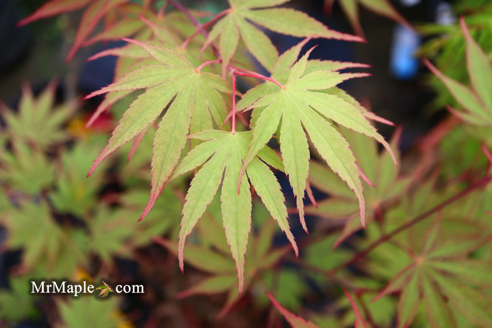 Acer palmatum 'Nicholsonii' Japanese Maple