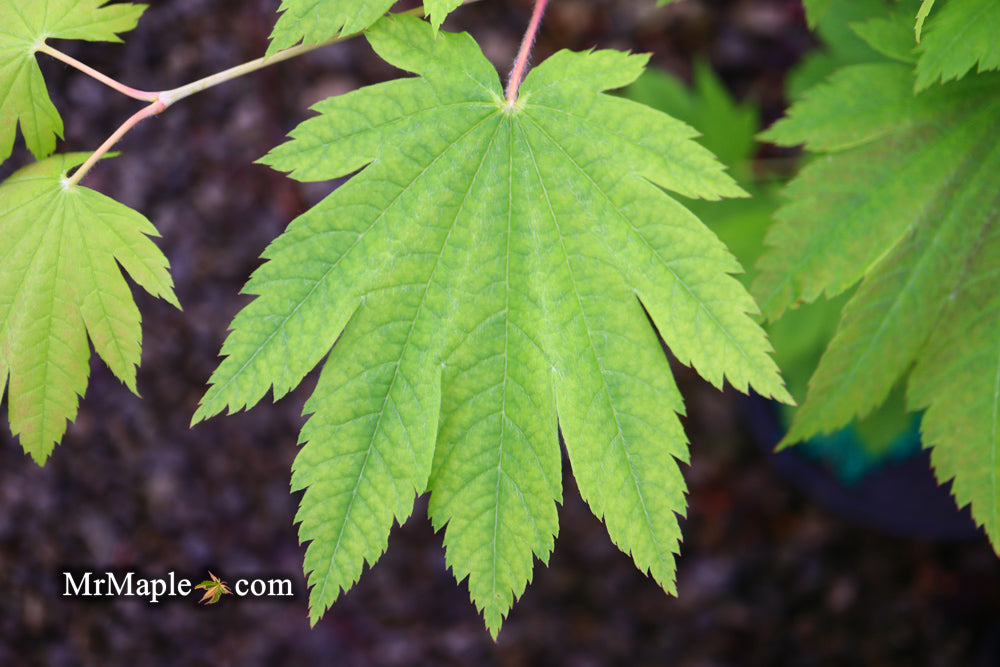 Acer sieboldianum 'Yayoi gasa' Japanese Maple