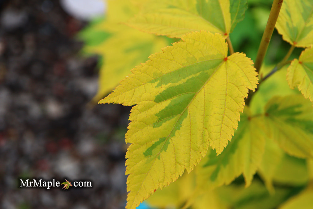 Acer rufinerve 'Sunshine' Variegated Snakebark Japanese Maple