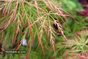 - Acer palmatum 'Baldsmith' Laceleaf Japanese Maple - Mr Maple │ Buy Japanese Maple Trees