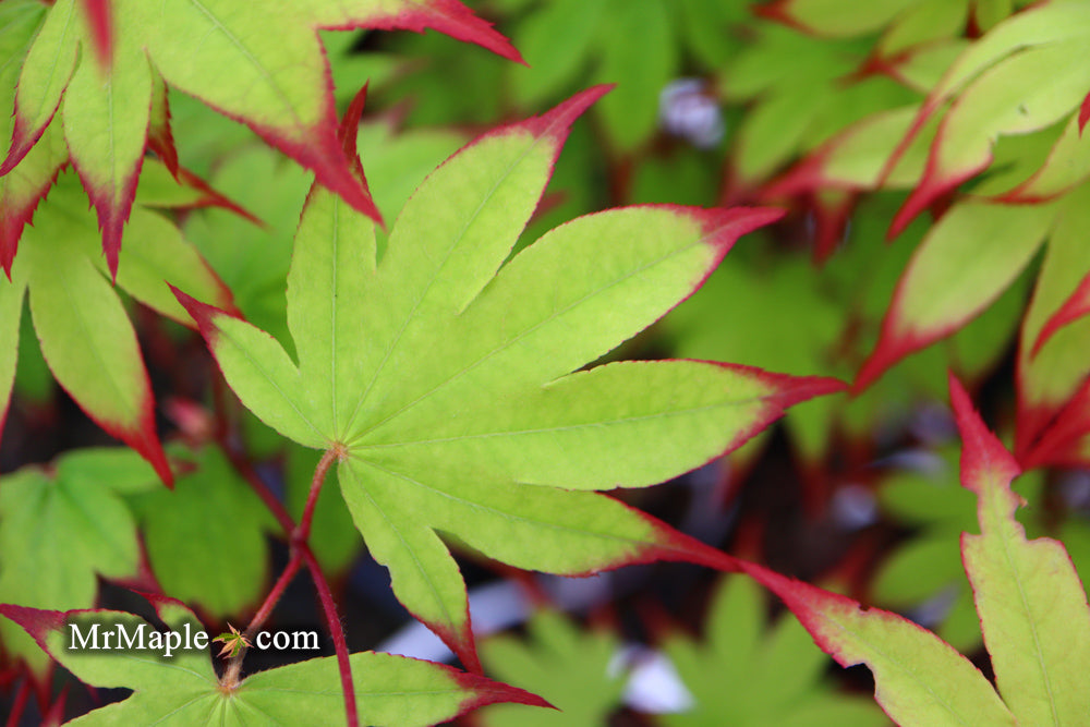 Acer palmatum 'Emerald Sunset' Japanese Maple