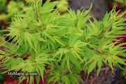 - Acer palmatum Kryptonite™ Japanese Maple - Mr Maple │ Buy Japanese Maple Trees