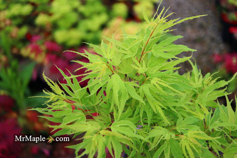 - Acer palmatum Kryptonite™ Japanese Maple - Mr Maple │ Buy Japanese Maple Trees