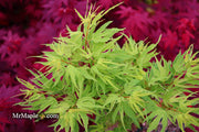 - Acer palmatum Kryptonite™ Japanese Maple - Mr Maple │ Buy Japanese Maple Trees