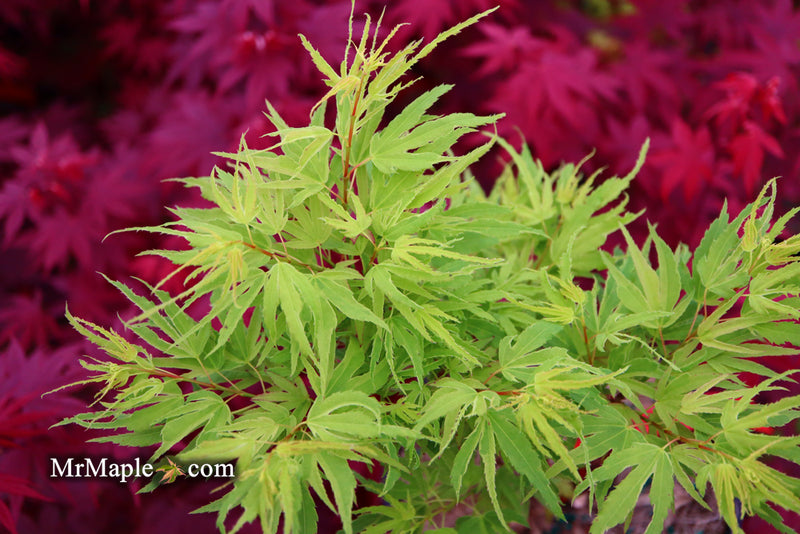 - Acer palmatum Kryptonite™ Japanese Maple - Mr Maple │ Buy Japanese Maple Trees