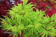 - Acer palmatum Kryptonite™ Japanese Maple - Mr Maple │ Buy Japanese Maple Trees