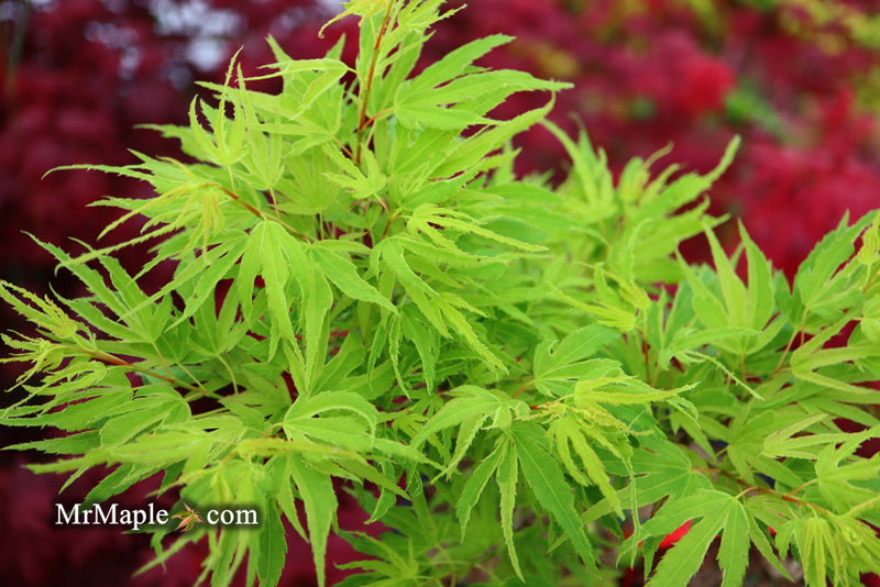 - Acer palmatum Kryptonite™ Japanese Maple - Mr Maple │ Buy Japanese Maple Trees