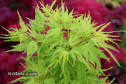 - Acer palmatum Kryptonite™ Japanese Maple - Mr Maple │ Buy Japanese Maple Trees