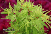 - Acer palmatum Kryptonite™ Japanese Maple - Mr Maple │ Buy Japanese Maple Trees