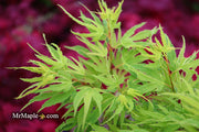 - Acer palmatum Kryptonite™ Japanese Maple - Mr Maple │ Buy Japanese Maple Trees
