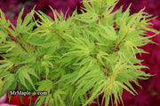 - Acer palmatum Kryptonite™ Japanese Maple - Mr Maple │ Buy Japanese Maple Trees
