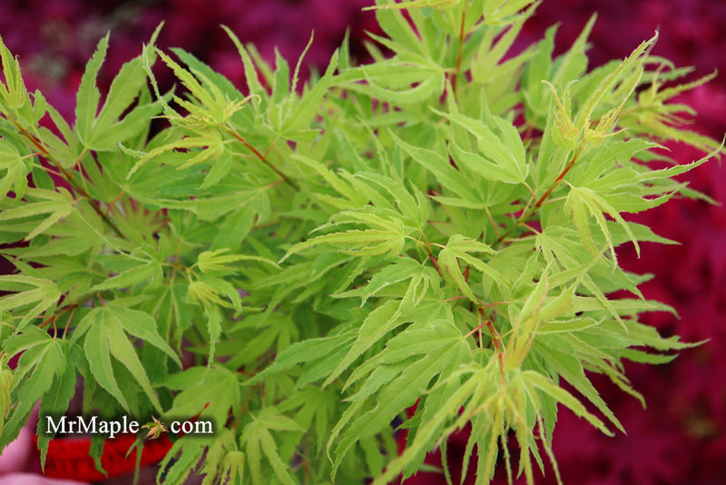 - Acer palmatum Kryptonite™ Japanese Maple - Mr Maple │ Buy Japanese Maple Trees