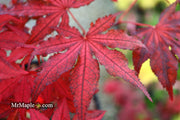 - Acer palmatum 'Dark Knight' Japanese Maple - Mr Maple │ Buy Japanese Maple Trees