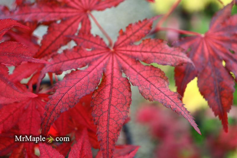 - Acer palmatum 'Dark Knight' Japanese Maple - Mr Maple │ Buy Japanese Maple Trees