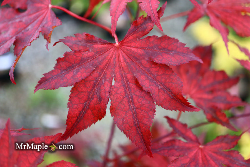 - Acer palmatum 'Dark Knight' Japanese Maple - Mr Maple │ Buy Japanese Maple Trees