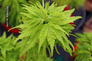 - Acer palmatum 'Tattoo' Dwarf Japanese Maple - Mr Maple │ Buy Japanese Maple Trees
