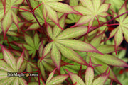 - Acer palmatum 'Firefly' Japanese Maple - Mr Maple │ Buy Japanese Maple Trees