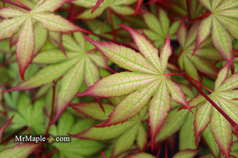 - Acer palmatum 'Firefly' Japanese Maple - Mr Maple │ Buy Japanese Maple Trees
