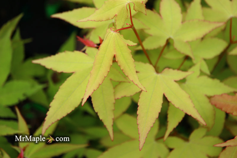- Acer oliverianum 'Hot Blonde' Golden Japanese Maple - Mr Maple │ Buy Japanese Maple Trees