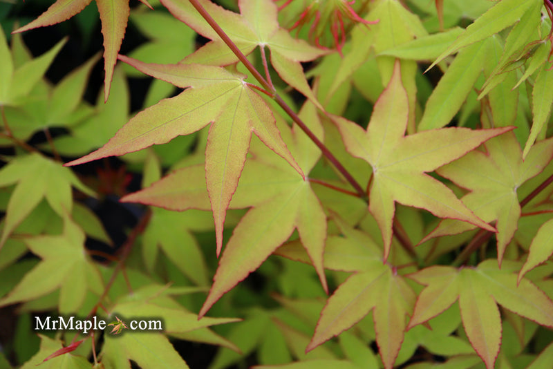 - Acer oliverianum 'Hot Blonde' Golden Japanese Maple - Mr Maple │ Buy Japanese Maple Trees