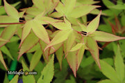 - Acer oliverianum 'Hot Blonde' Golden Japanese Maple - Mr Maple │ Buy Japanese Maple Trees