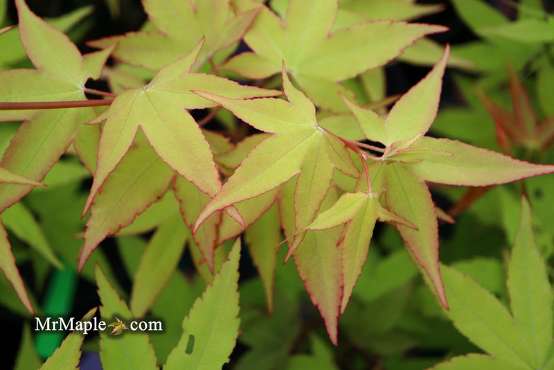 - Acer oliverianum 'Hot Blonde' Golden Japanese Maple - Mr Maple │ Buy Japanese Maple Trees