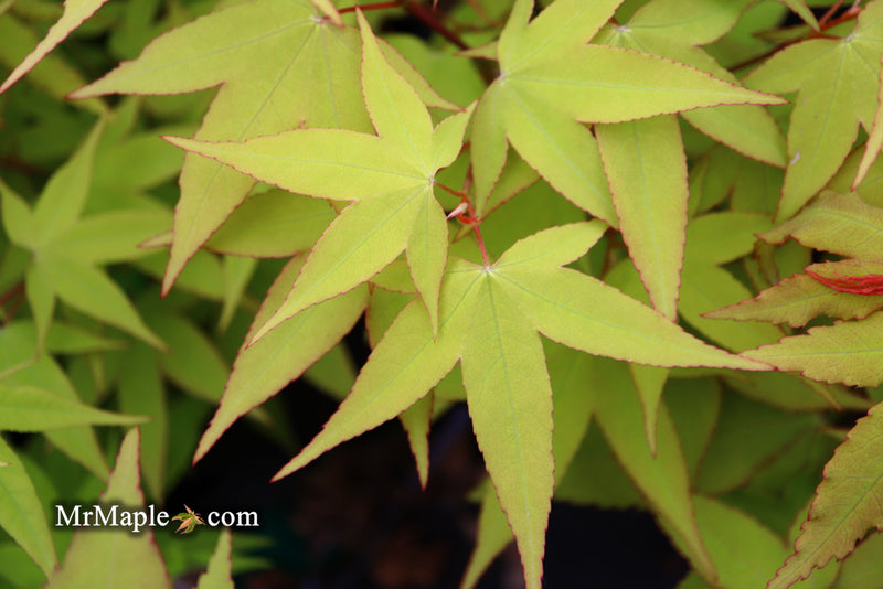 - Acer oliverianum 'Hot Blonde' Golden Japanese Maple - Mr Maple │ Buy Japanese Maple Trees