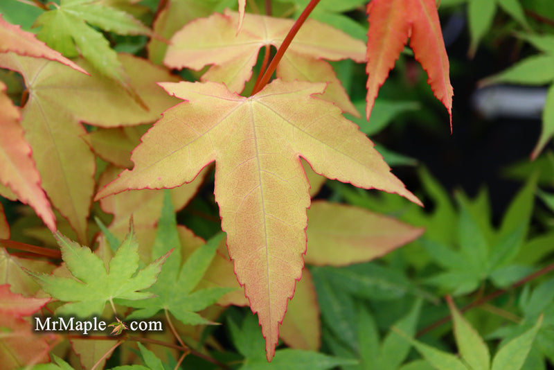 - Acer oliverianum 'Hot Blonde' Golden Japanese Maple - Mr Maple │ Buy Japanese Maple Trees