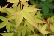 - Acer oliverianum 'Hot Blonde' Golden Japanese Maple - Mr Maple │ Buy Japanese Maple Trees