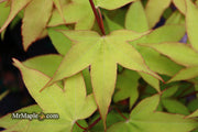 - Acer oliverianum 'Hot Blonde' Golden Japanese Maple - Mr Maple │ Buy Japanese Maple Trees