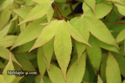 - Acer oliverianum 'Hot Blonde' Golden Japanese Maple - Mr Maple │ Buy Japanese Maple Trees