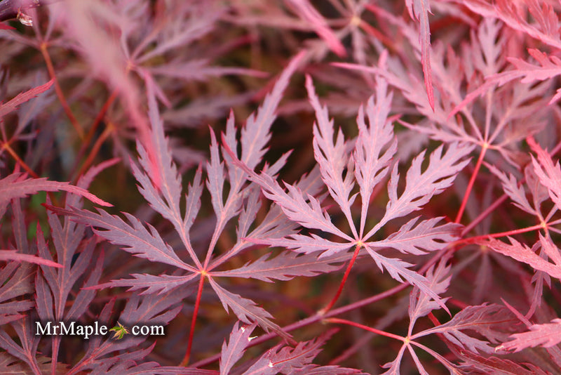 - Acer palmatum 'Red Dragon' Dwarf Japanese Maple - Mr Maple │ Buy Japanese Maple Trees