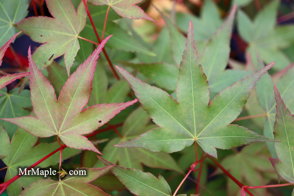Acer oliverianum ‘Hot Tamale’ Japanese Maple