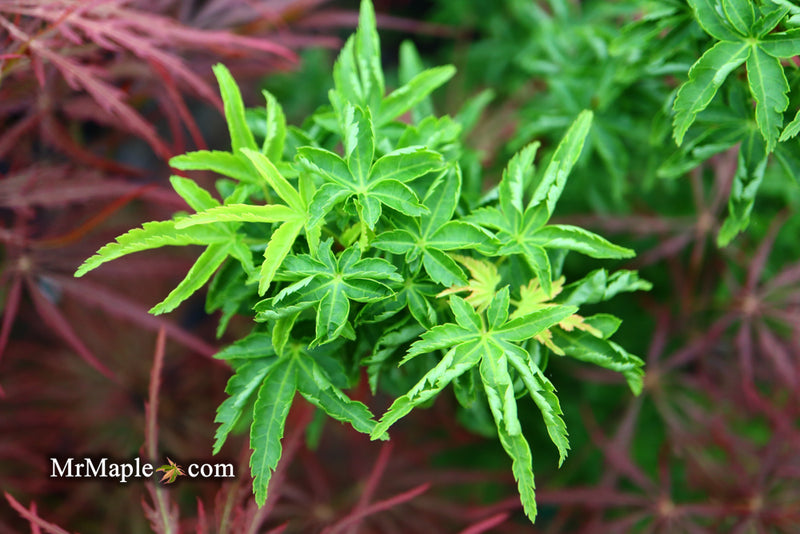 - Acer palmatum 'Shishigashira' Lion's Head Japanese Maple - Mr Maple │ Buy Japanese Maple Trees