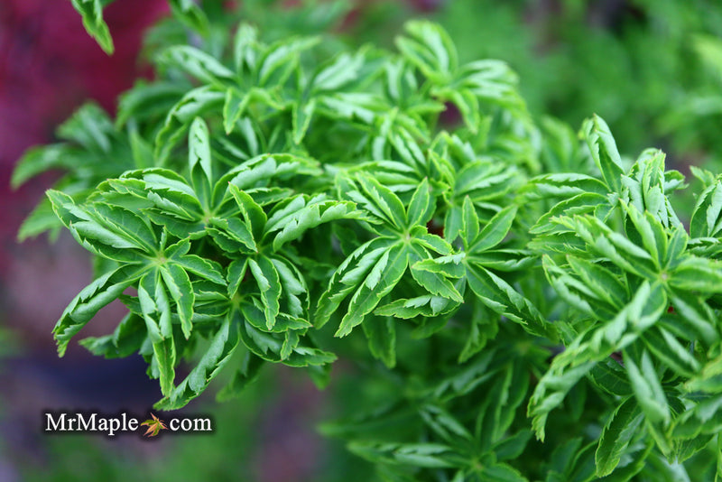 - Acer palmatum 'Shishigashira' Lion's Head Japanese Maple - Mr Maple │ Buy Japanese Maple Trees