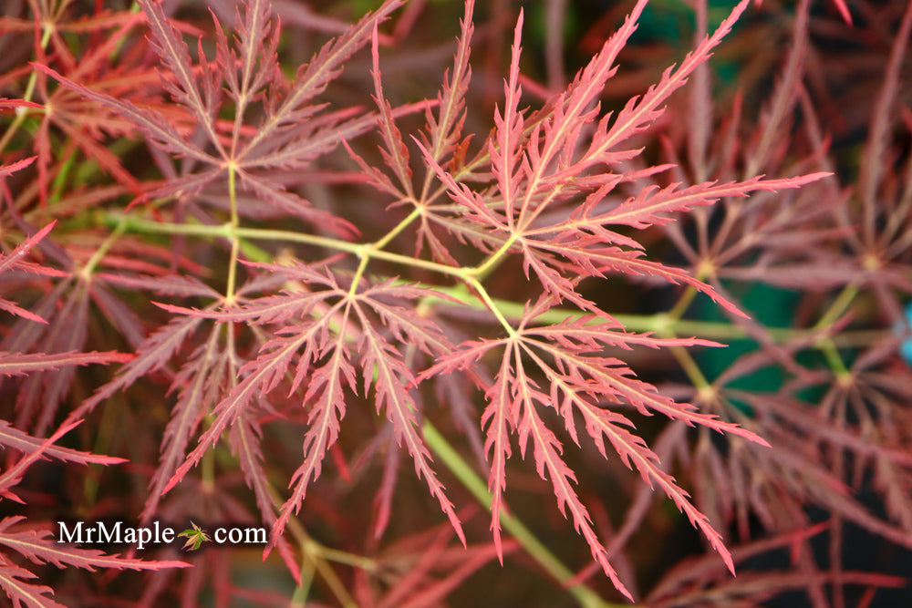 Acer palmatum 'Dragon's Fire' Weeping Japanese Maple