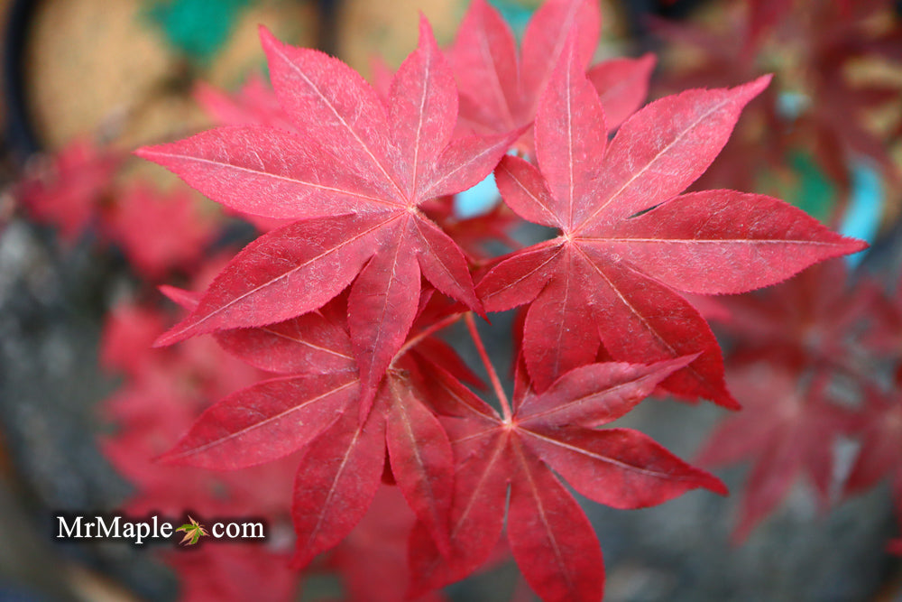 Acer palmatum 'Red Spray' Japanese Maple